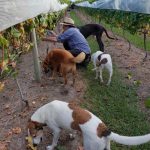 Carpe Vinum - That Wine Boutique Wine Farm: Plettenburg Bay/ Crags/ Kurland/ Natures Valley - Vineyard Harvesting