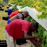Carpe Vinum - That Wine Boutique Wine Farm: Plettenburg Bay/ Crags/ Kurland/ Natures Valley - Vineyard Harvest