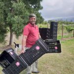 Carpe Vinum - That Wine Boutique Wine Farm: Plettenburg Bay/ Crags/ Kurland/ Natures Valley - Vineyard Harvest