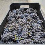 Carpe Vinum - That Wine Boutique Wine Farm: Plettenburg Bay/ Crags/ Kurland/ Natures Valley - Grapes