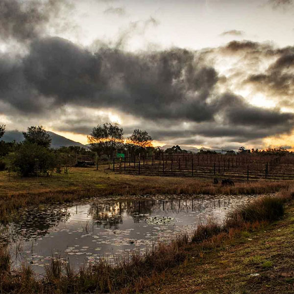 Carpe Vinum - That Wine Boutique Wine Farm: Plettenburg Bay/ Crags/ Kurland/ Natures Valley - Vineyards